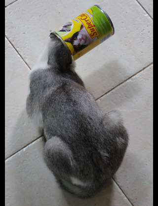 downloadfile-16.jpeg